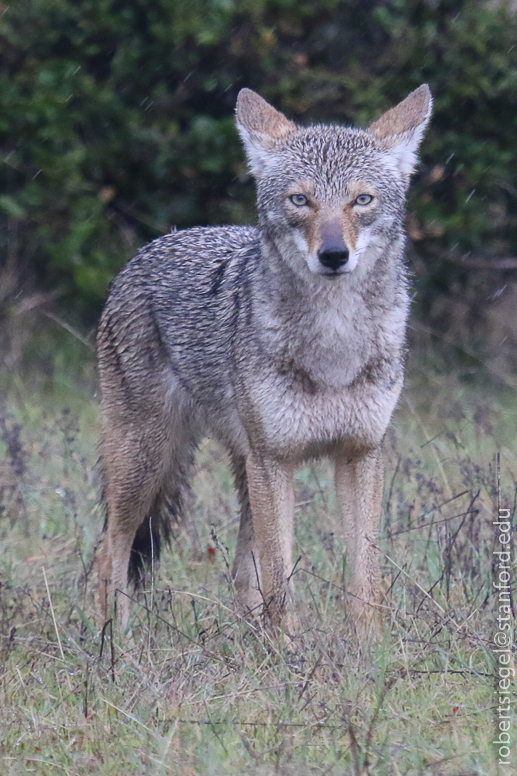 jasper ridge - coyote